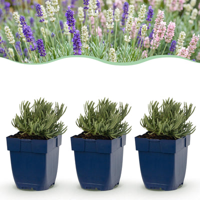 Green boutiQ - Stauden - Lavandula Tricolour - Lavendel - Duftend - Blau - Rosa - Weiß - 24 Pflanzen - Topf 11 cm - Höhe 15-25 cm