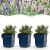 Green boutiQ - Stauden - Lavandula Tricolour - Lavendel - Duftend - Blau - Rosa - Weiß - 24 Pflanzen - Topf 11 cm - Höhe 15-25 cm Bild 1