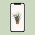 Sansevieria Fernwood Punk: Pflegeleichte Zimmerpflanze im Ø12cm Topf Bild 5