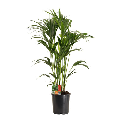 Howea Forsteriana (Kentia-Palme), Ø24cm, 120cm - Elegante Zimmerpflanze