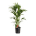 Howea Forsteriana (Kentia-Palme), Ø24cm, 120cm - Elegante Zimmerpflanze Bild 1
