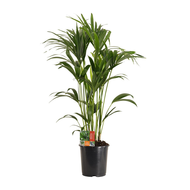 Howea Forsteriana (Kentia-Palme), Ø24cm, 120cm - Elegante Zimmerpflanze