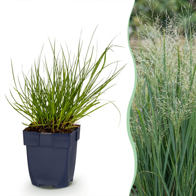Green boutiQ - Gräser - Panicum virg. Northwind - Prairiegras - Mit Blüte - Grün - 6 Pflanze - Topf 11cm - Höhe 15-25cm