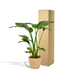 Strelitzia Nicolai Tree Strelitzia Ø19cm, 90cm incl. Basket Selin Bild 5