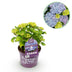 Hydrangea 'Forever & Ever' Blue, 7-12 Blooms, 55cm Bild 1