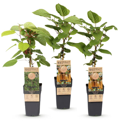 Kiwi Pflanzen Set: 1M/2W Actinidia Weiki & Hayward, Topf 15cm