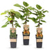 Kiwi Plant Set: 1M/2F Actinidia Weiki & Hayward, 15cm Pot Bild 2