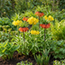 12x Kaiserkrone Mix 'Fritillaria Imperialis' - Frühjahrsblüher Zwiebeln Bild 2