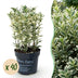 Green boutiQ - 40x Ilex crenata Covenxa - Japanische Stechpalme - Heckenpflanzen - Immergrün - Grün - Topf 9cm - Höhe 20-30cm Bild 1