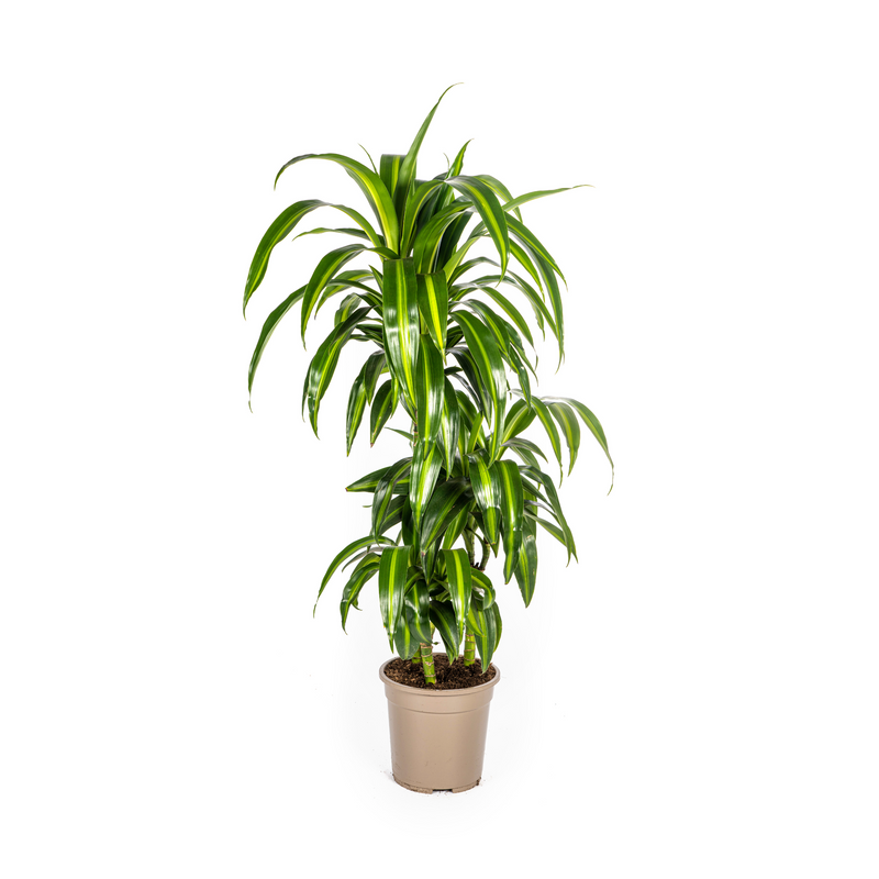Dracaena Deremensis Hawaiian Sunshine Ø21cm | 90-110cm Höhe