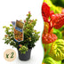 Leucothoe Curly Gold – Evergreen Shrub, 2 Plants, 17cm Pot Bild 1