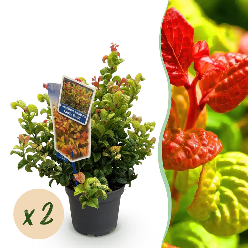 Leucothoe Curly Gold – Evergreen Shrub, 2 Plants, 17cm Pot
