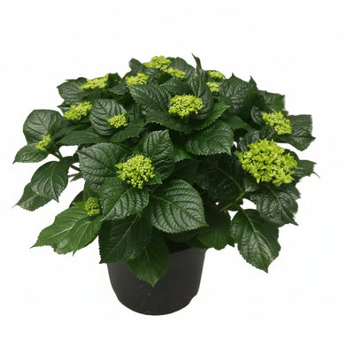 Hydrangea Crystal Palace - 45cm blau/violett