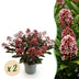 GreenboutiQ - Terrassenpflanze - Skimmia japonica Rubella - Blüte Rot - 15+ Blumen - 2 Pflanzen - Winterhart - Topf 15cm Höhe 30cm Bild 1