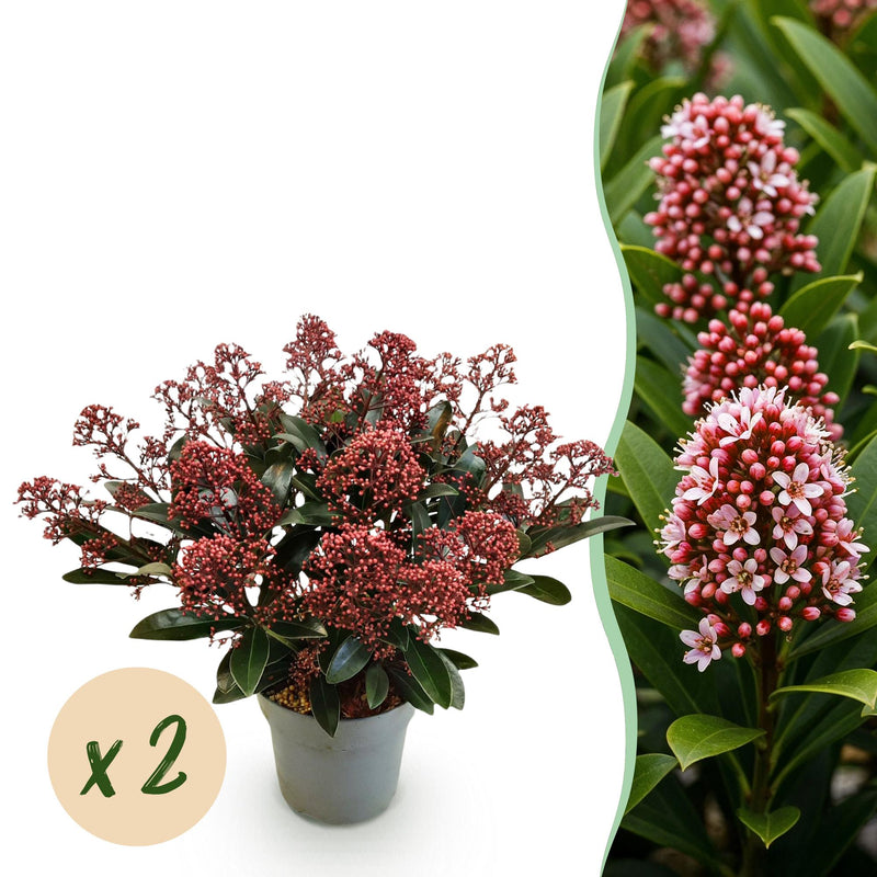 GreenboutiQ - Terrassenpflanze - Skimmia japonica Rubella - Blüte Rot - 15+ Blumen - 2 Pflanzen - Winterhart - Topf 15cm Höhe 30cm