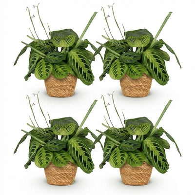 Maranta Fascinator Lemon Lime – Haustierfreundliche Zimmerpflanze im Korb (4er Set)