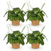 Maranta Fascinator Lemon Lime – Pet-Friendly Houseplant in a Basket (Set of 4) Bild 2
