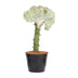 Euphorbia lactea Cristata white, Coral Cactus, 30 cm Bild 1