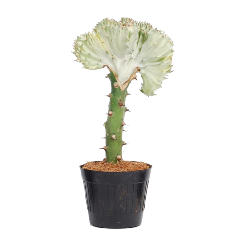 Euphorbia lactea Cristata white, Coral Cactus, 30 cm
