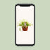 Drosera Capensis in a 12cm pot – Fascinating carnivorous plant Bild 5