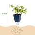 Green boutiQ - Perennial - Astilbe (J) Deutschland - False Spirea - Shade - White - 6 Plants - Pot 11cm - Height 15-25cm Bild 3
