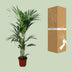 Kentia-Palme Howea forsteriana Ø21cm - 120cm Bild 4