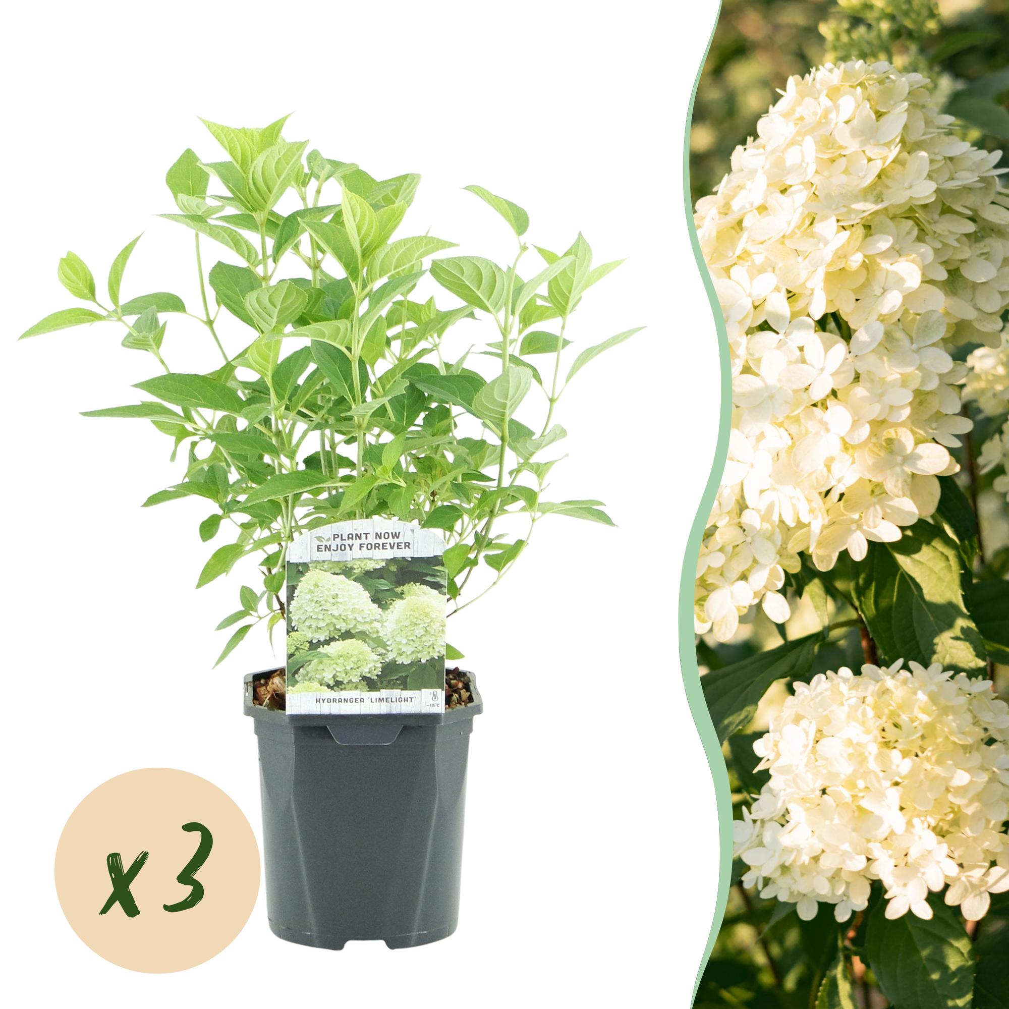 GreenboutiQ - Rispenhortensie - Hydrangea panniculata Limelight - Blüte Creme Weiß - 3 Pflanzen - 1 m2 - Laubabwerfend - Große Blüten - Topf 17cm Höhe 50cm