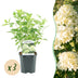 GreenboutiQ Rispenhortensie 'Limelight' - 3 Pflanzen Bild 1