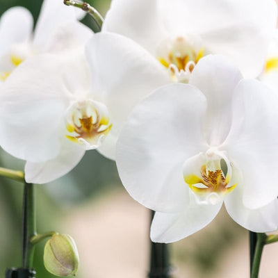 Weiße Niagara Falls Orchidee mit Horizon Übertopf Ø12cm