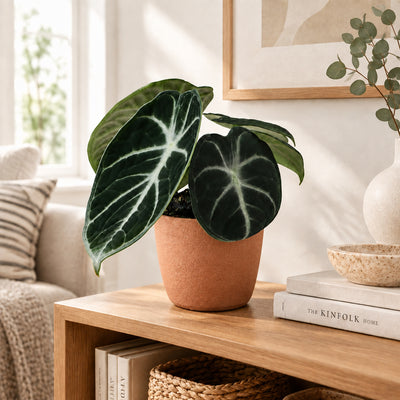 Alocasia Ninja Schwarz - Tropische Zimmerpflanze Ø6cm