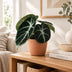 Alocasia Ninja Schwarz - Tropische Zimmerpflanze Ø6cm Bild 2