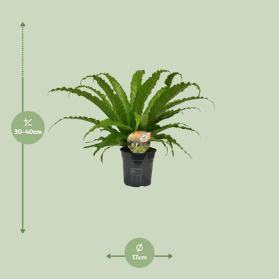 Asplenium Osaka (Nestfarn) - Topf Ø17cm, Höhe 40cm