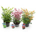 GreenboutiQ Nandina Tricolour (3er Pack) - Immergrüne Farbexplosion! Bild 2