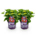 Hortensie 'Forever & Ever' Rot – 2 Pflanzen im 23cm Topf Bild 2