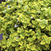 48x Euonymus 'Emerald 'n Gold' - 10-25cm - Ø9cm Bild 6