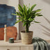 Dracaena fragrans Golden Coast – pflegeleichte Zierpflanze im 17cm Topf Bild 4
