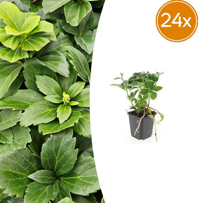 24x Pachysandra terminalis - ↕10-25cm - Ø9cm