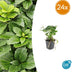 24x Pachysandra terminalis - ↕10-25cm - Ø9cm Bild 1