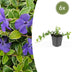 Vinca minor 'Argenteovariegata' im 9cm Topf - 10-25cm hoch Bild 1