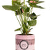 Anthurium Pink (Spirit) Geschenkverpackung, Ø 12 cm, 45 cm Bild 1
