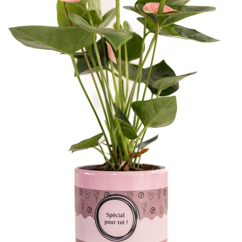 Anthurium Pink (Spirit) Geschenkverpackung, Ø 12 cm, 45 cm