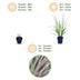 Green boutiQ - Gräser - Pennisetum alop. Black Beauty - Lampenputzergras - Mit Blüte - Grün - 24 Pflanzen - Topf 11cm - Höhe 15-25cm Bild 4