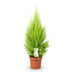 Green boutiQ - Zimmerpflanzen - Cupressus Gold Crest Wilma - Zimmerkoniferen - Wenig Pflege - Grün - 1 Pflanze - Topf 21cm - Höhe 85-95cm Bild 2