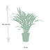 Dypsis Lutescens (Areca Palm) - Ø17cm Pot, ↕60cm - Easy-care Houseplant Bild 2