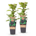 Rubus occ. Black Jewel: 2x Black Raspberry in 15cm pot Bild 2