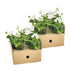 8x Hanging Geraniums 'White' Ø12 cm - Cascading Flowers for Your Garden Bild 4