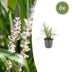 6x Liriope muscari 'Monroe White' - 10-25cm Topf Ø9cm Bild 1