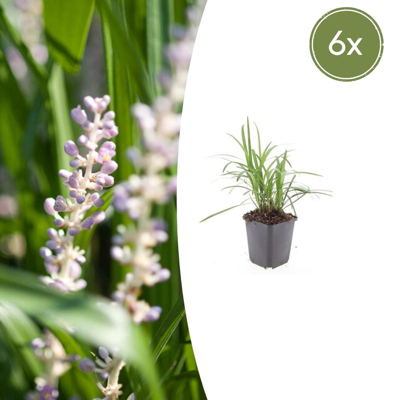 6x Liriope muscari 'Monroe White' - 10-25cm Topf Ø9cm