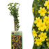 Winterjasmin 4er Set - Gelb blühend, Kletterpflanze, Ø9cm Bild 1