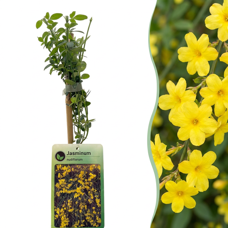 Winterjasmin 4er Set - Gelb blühend, Kletterpflanze, Ø9cm